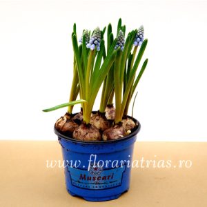 Muscari - imagine 3