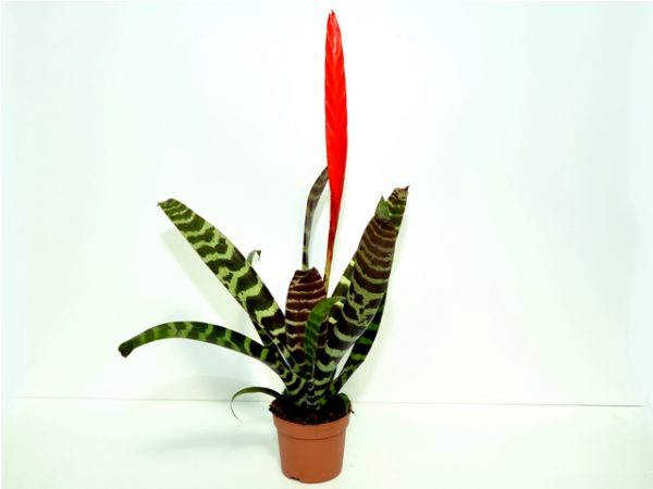 Vriesea Splenriet - imagine 3