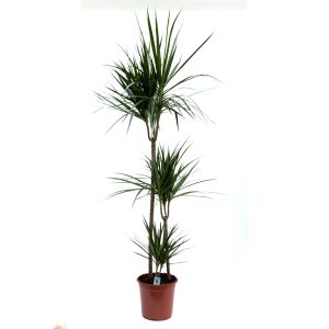 Dracaena marginata 3 tulpini