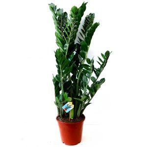 Zamioculcas D 27 H110