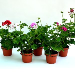 Muscata Curgatoare productie Romania - imagine 6