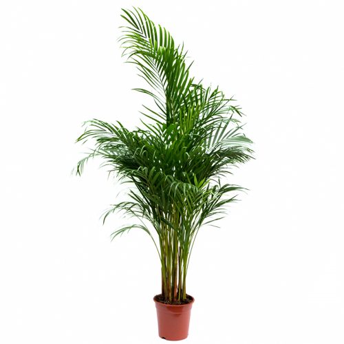 Chrysalidocarpus - Palmier Areca 1.6 m