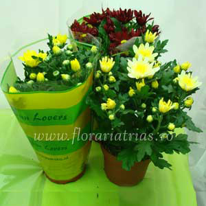full_full_crizanteme1 Crizantema mixt - imagine 2