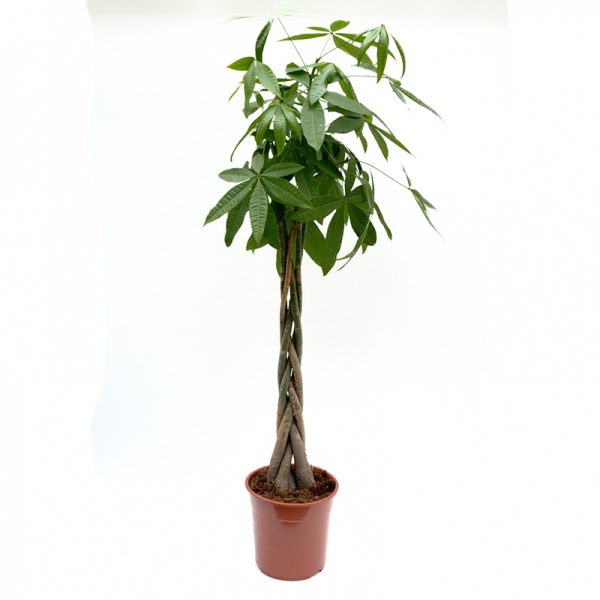 Pachira Aquatica impletita extra