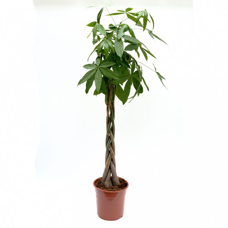 Pachira Aquatica impletita extra
