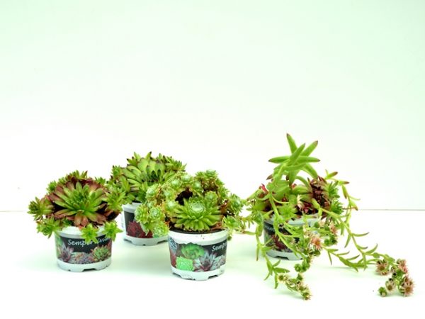 Sempervivum mini - imagine 2
