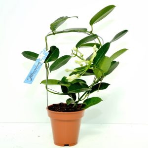Iasomie de Madagascar - Stephanotis - imagine 3