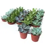 Mini suculente mix Echeveria, plante decorative în ghiveci