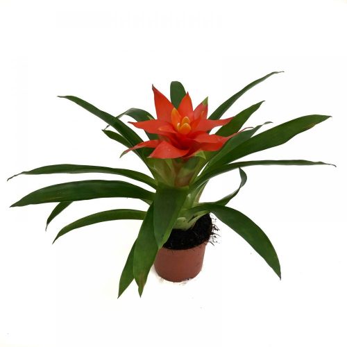 guzmania mica