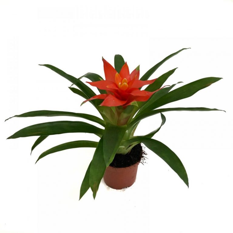 guzmania mica