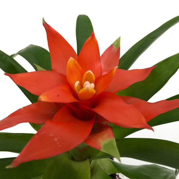 guzmania mica floare