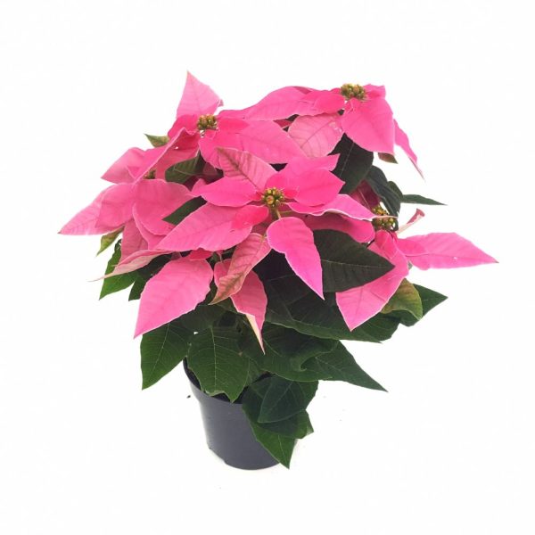 Euphorbia Princettia Daye - imagine 1
