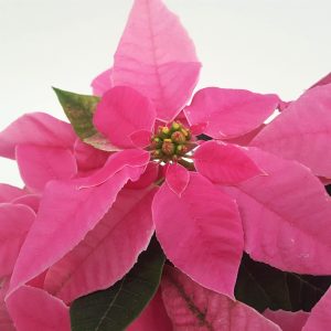 Euphorbia Princettia Daye - imagine 2