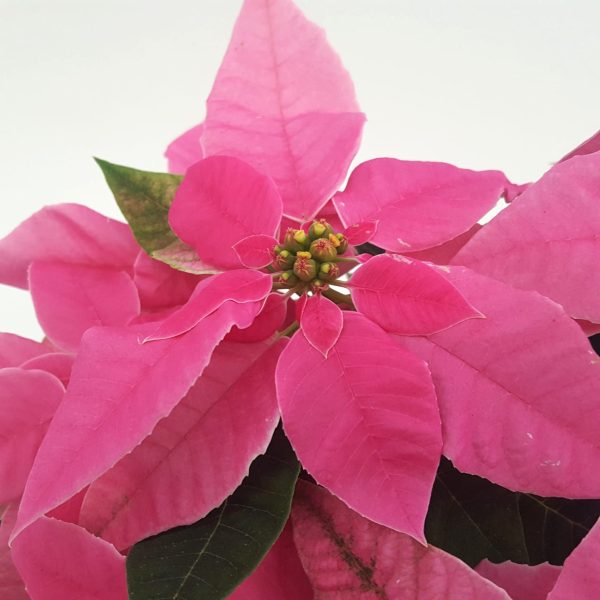 Euphorbia Princettia Daye - imagine 2