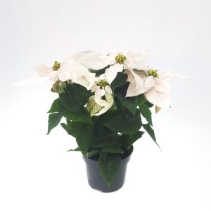 Euphorbia Princettia Daye - imagine 3