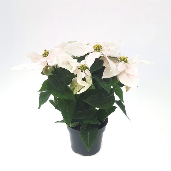 Euphorbia Princettia Daye - imagine 3