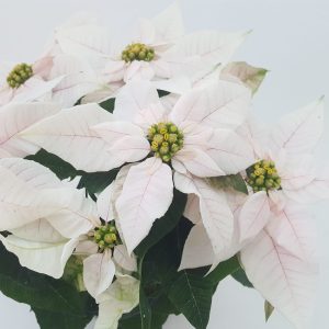 Euphorbia Princettia Daye - imagine 4