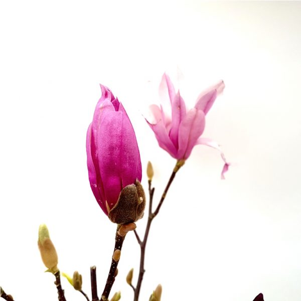 Magnolia susan - imagine 3