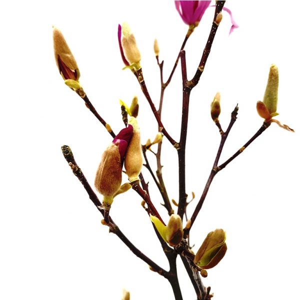 Magnolia susan - imagine 2