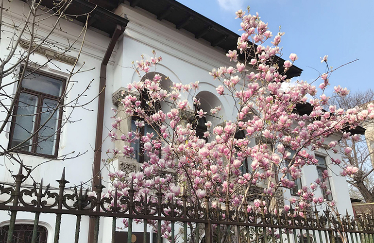 magnolia