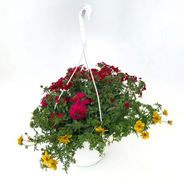 Bol Trixi - Mix de plante