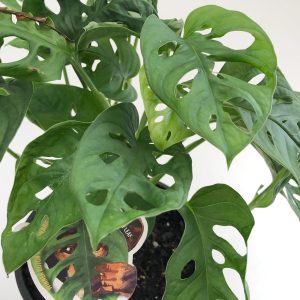 Monstera Obliqua
