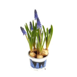 Muscari