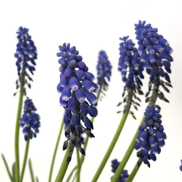 Muscari - imagine 2