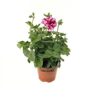 Muscata Curgatoare productie Romania - imagine 2