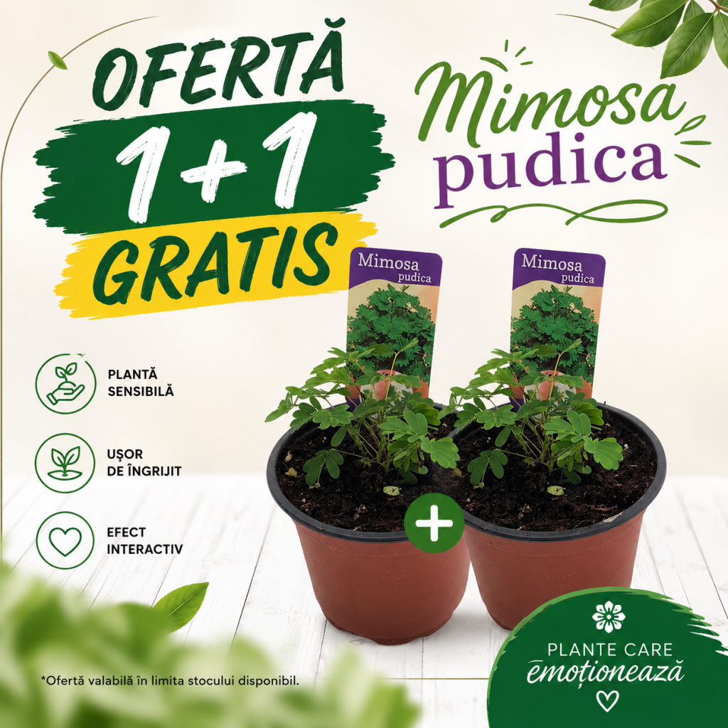 Mimosa pudica, planta rușinoasă cu frunze senzitive care se pliază la atingere