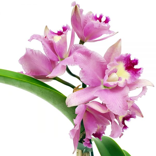 Orhidee Cattleya parfumata - imagine 5
