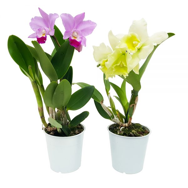 Orhidee Cattleya parfumata
