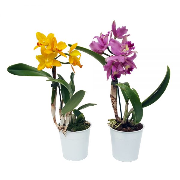 Orhidee Cattleya parfumata - imagine 4