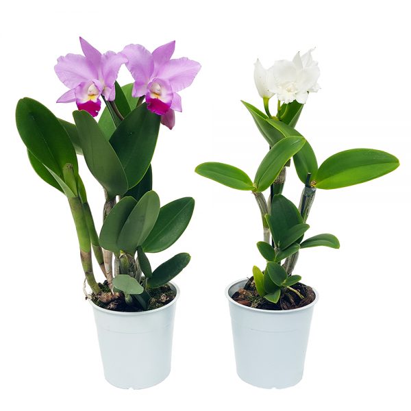Orhidee Cattleya parfumata - imagine 2