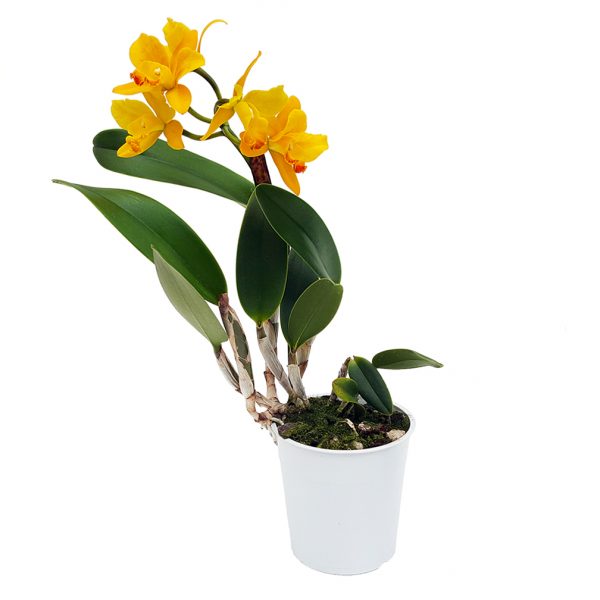 Orhidee Cattleya parfumata - imagine 8