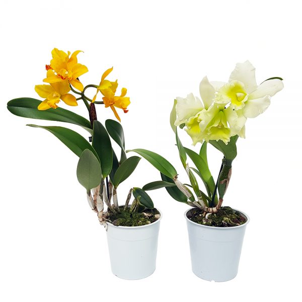 Orhidee Cattleya parfumata - imagine 3