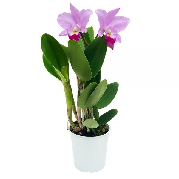 Orhidee Cattleya parfumata - imagine 7