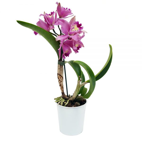 Orhidee Cattleya parfumata - imagine 6