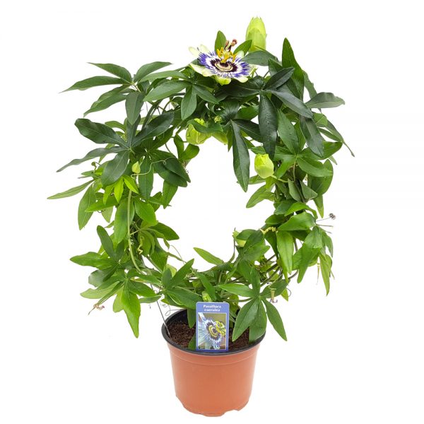 Passiflora cerulea - Floarea pasiunii
