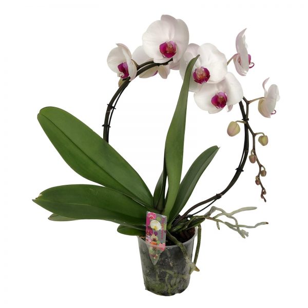 phalaenopsis