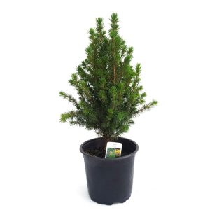 Picea Glauca Conica