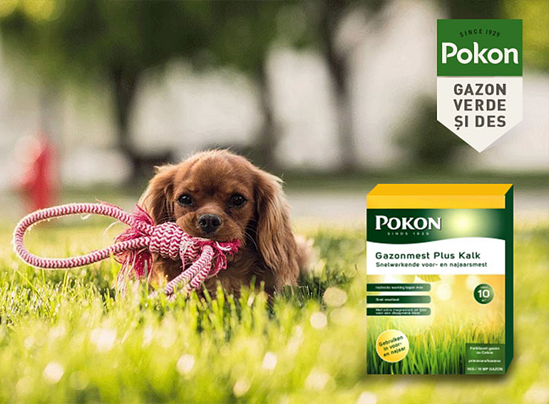 Toamna pregatim gazonul pentru sezonul rece