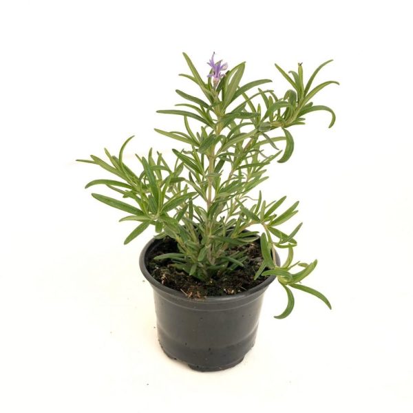 Rosmarin mic - Planta aromatica - imagine 1