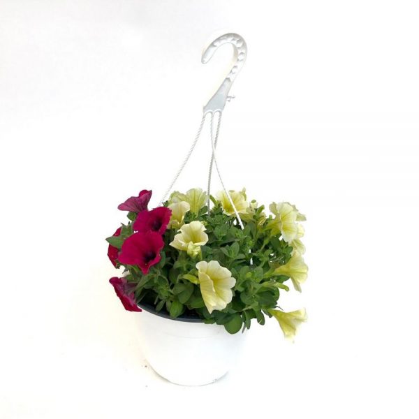 Surfinia - Petunia curgatoare
