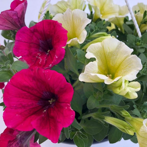 Surfinia - Petunia curgatoare - imagine 2