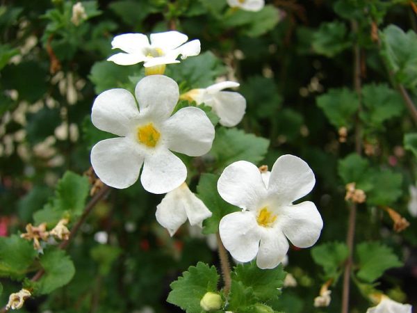 Sutera bacopa - imagine 3