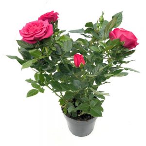Trandafiri - rosa amorosa