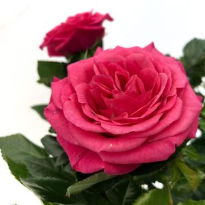 Trandafiri - rosa amorosa - imagine 2