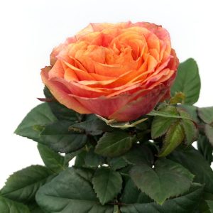 Trandafiri - rosa amorosa - imagine 4