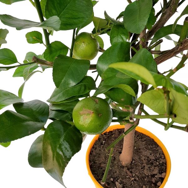 Citrius Limon -Limone